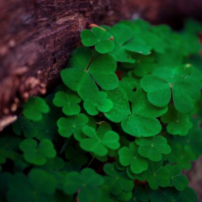 Close up clover depth of field 632458 r 1001